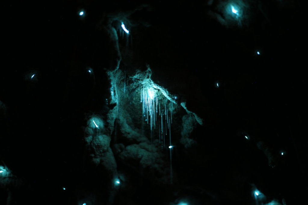 Epic Experience Black Water Rafting in the Waitomo Glowworm Caves 1 Close up of the glowworms in the Waitomo Caves with the threads hanging down that you can see on a black water rafting tour