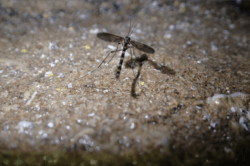 Epic Experience Black Water Rafting in the Waitomo Glowworm Caves 2 Adult fungus gnat