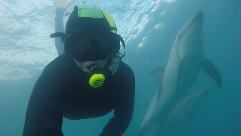 Best Place to Swim with Wild Dolphins in New Zealand 4 Person in a snorkel and wet suit swimming with dolphins in Kaikoura New Zealand