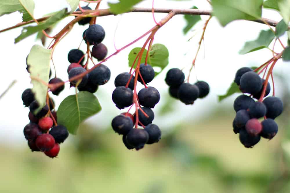 Canada Cuisine to Try: Traditional Food Canada is Famous For 14 Dark purple Saskatoon berries on the vine