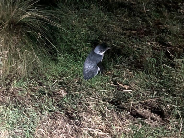 visiting the world's smallest penguins