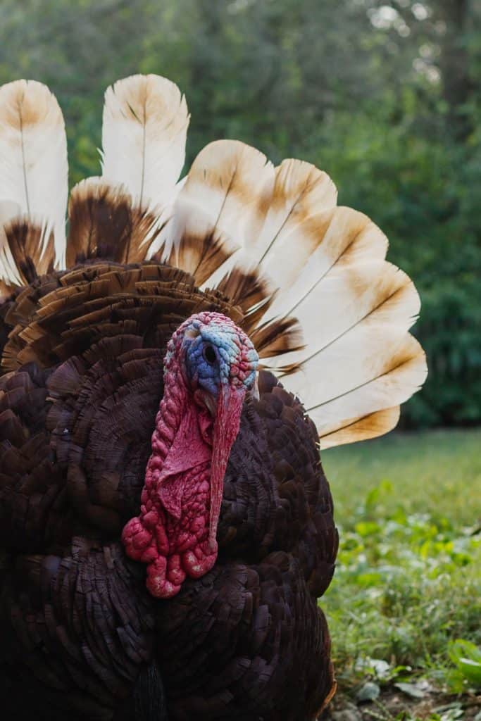 Canadian vs American Thanksgiving: What's the Difference? 9 Turkey