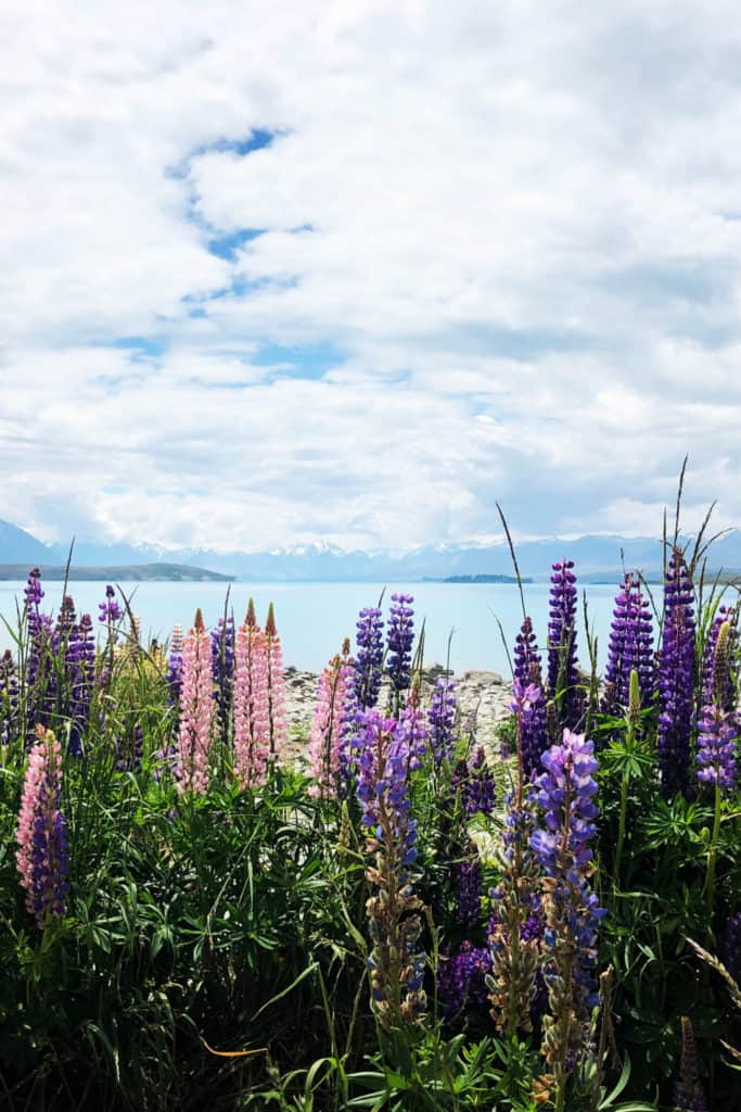 18 Best Things to Do In South Island of New Zealand 2024 9 Lupins on Lake Tekapo - a must see attraction in South Island, New Zealand