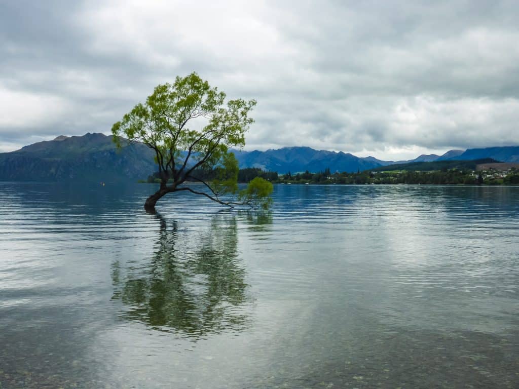 18 Best Things to Do In South Island of New Zealand 2024 13 The Wanaka tree in the harbour by Wanaka