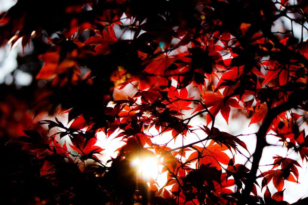 100 Essential Canadian Slang to Know Before You Visit Canada 1 Red leaves in Canadian fall from the ground looking up into the leaves with the sun peaking through