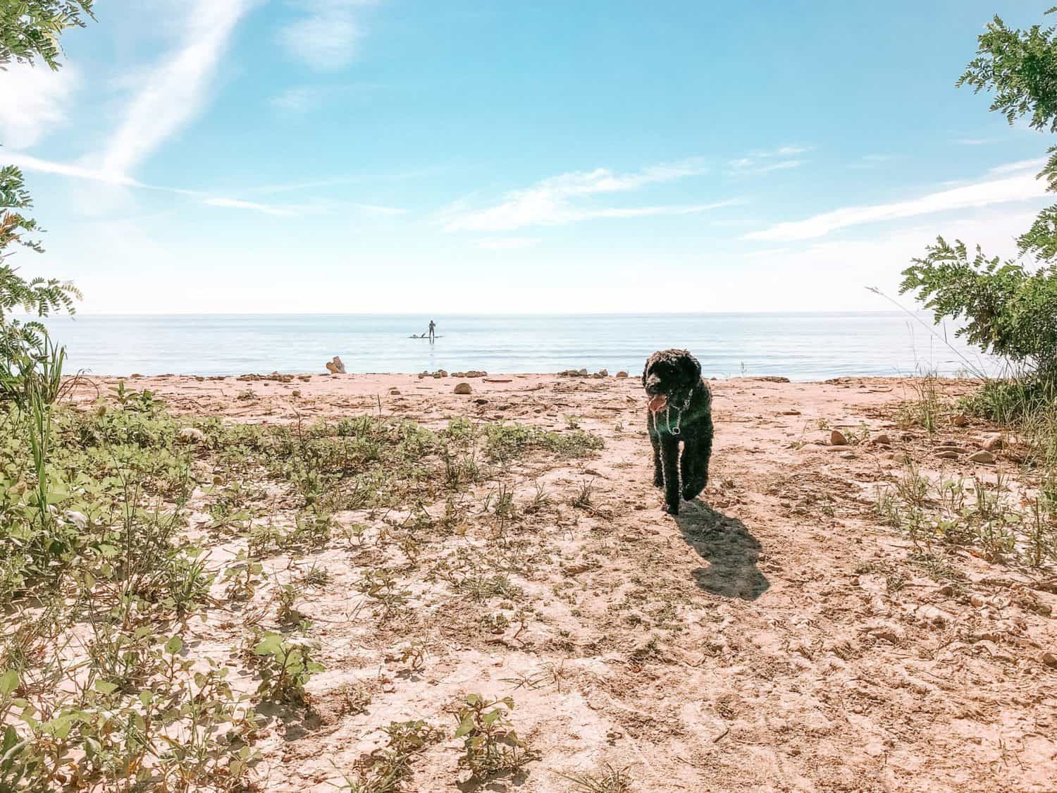 Scarborough Bluffs Trail: Hiking to the Best Lookout 15 Scarborough Bluffer's Park Beach with a paddle boarder and a dog in the foreground