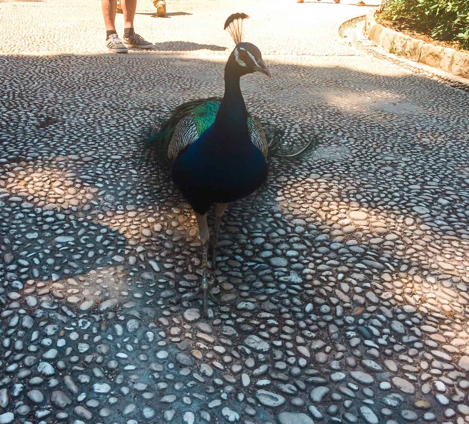Lokrum Island: Dubrovnik's Best Kept Secret 10 peacock