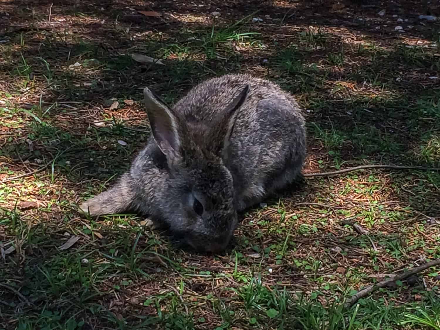 Lokrum Island: Dubrovnik's Best Kept Secret 11 bunny