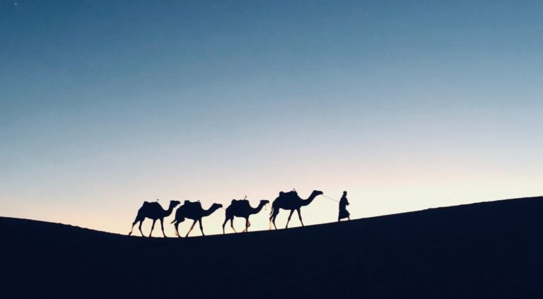 Is Camel Riding Ethical? (2024) 8 how to be an animal advocate when you travel