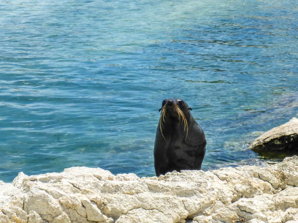 25 Pros and Cons of Living in New Zealand 15 Seal looking at the camera from a rocky beach in New Zealand