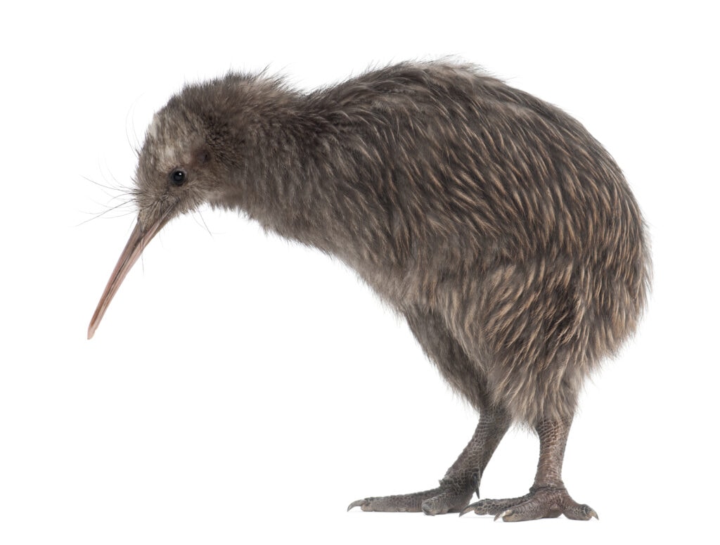 135 New Zealand Slang: From Sweet As to Swear Words 3 North Island Brown Kiwi, Apteryx mantelli, 5 months old, standing against white background