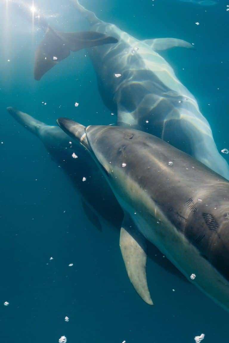 Swim with wild dolphins in the best place: Kaikoura New Zealand