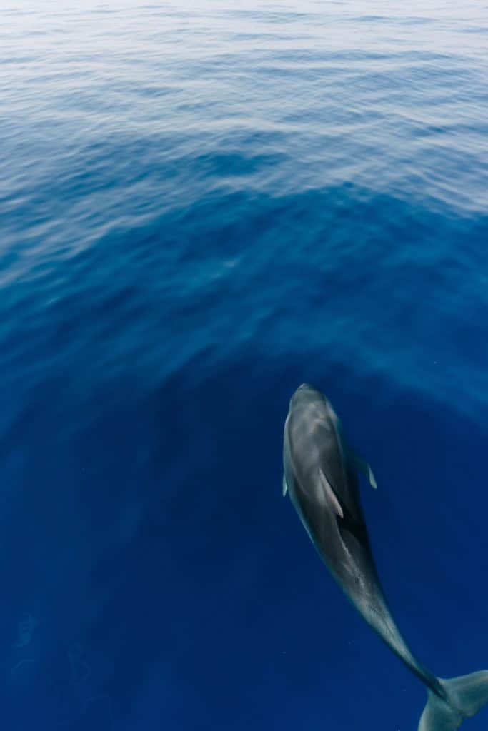 Best Place to Swim with Wild Dolphins in New Zealand 3 Hector's dolphin swimming in rich blue water in New Zealand
