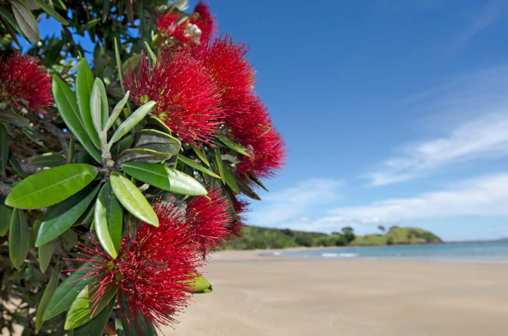 101 New Zealand Fun Facts To Know Before You Go (2024) 9 Pohutukawa tree with red bristled flowers in the foreground and a New Zealand white sand beach in the background.