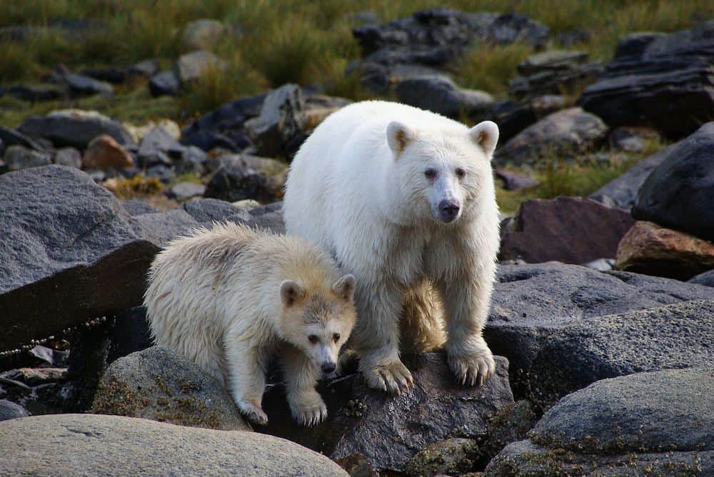 83 Bucket List Canada Things to Do in 2025 from a Canadian 4 A Kermode or spirit bear on rocks beside the water with its baby.