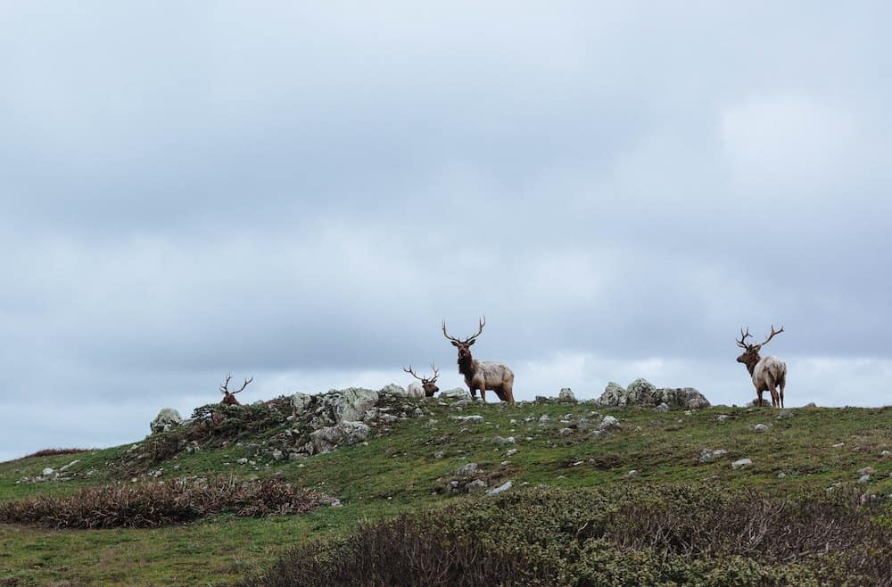 83 Bucket List Canada Things to Do in 2025 from a Canadian 32 Caribou in newfoundland canada.