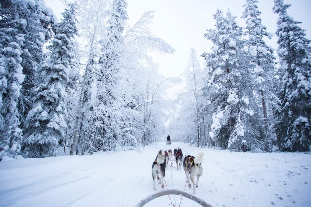 83 Bucket List Canada Things to Do in 2025 from a Canadian 20 Dogs running ahead of a dog sled in nunavut canada.