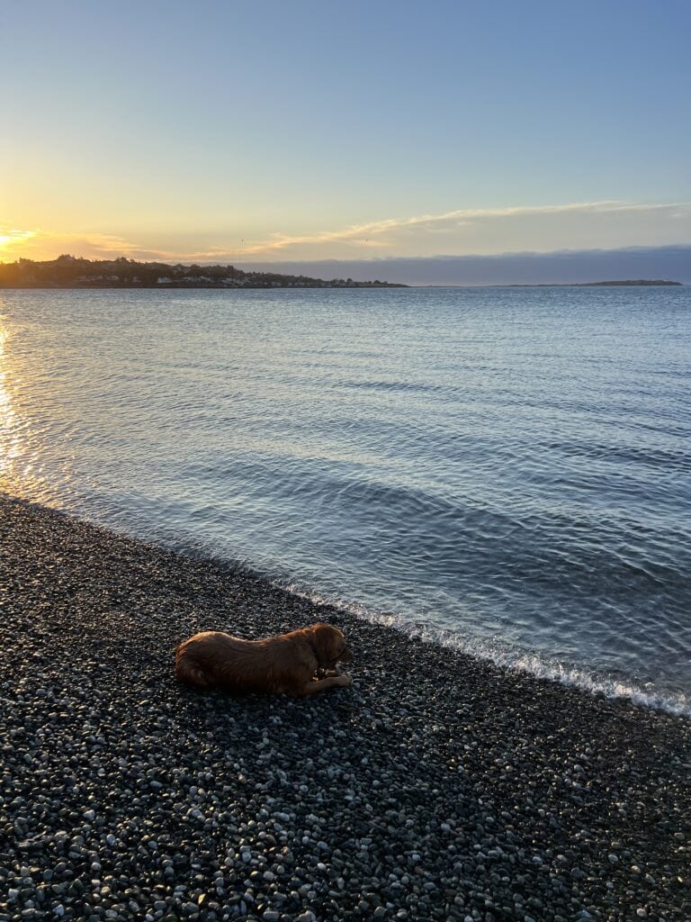 83 Bucket List Canada Things to Do in 2025 from a Canadian 35 Golden retriever lying on a pebble beach at sunset, with gentle waves in the background, capturing a serene moment along Canada's picturesque coastline.