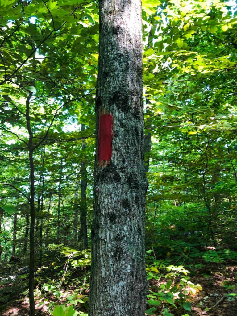 Hiking the Cup and Saucer Trail on Manitoulin Island 3 cup and saucer red trail