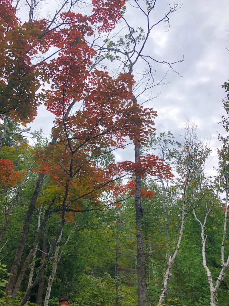 Hiking the Cup and Saucer Trail on Manitoulin Island 6 first fall foliage cup