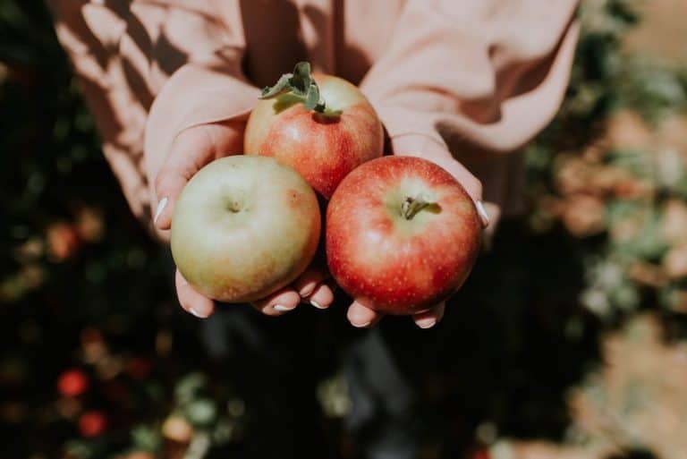 The 12 Best Places to Go Apple Picking Near Toronto 2 The 12 Best Places to Go Apple Picking Near Toronto