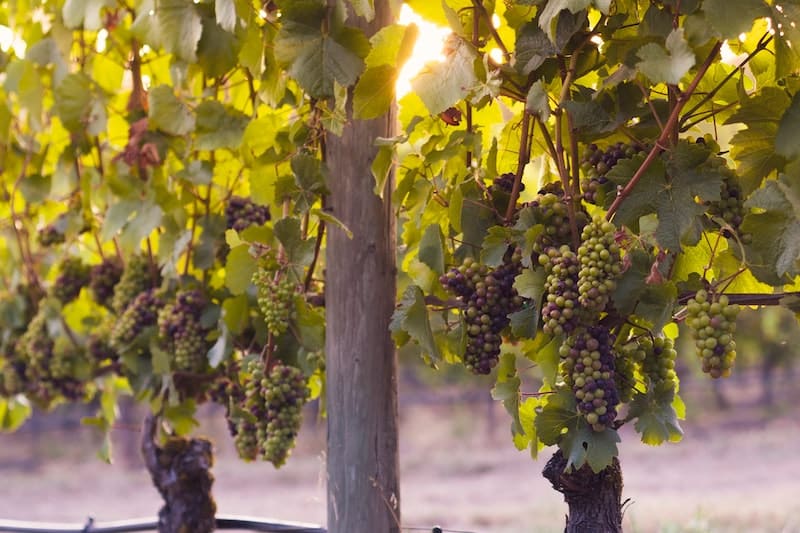 18 Best Things to Do In South Island of New Zealand 2024 12 Pinot Noir grapes to go on a wine tour, one of the top things to do in South Island, New Zealand