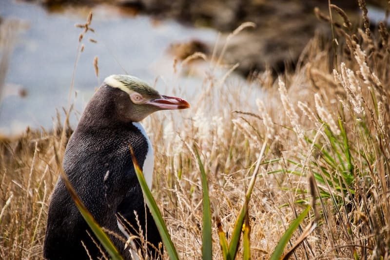 18 Best Things to Do In South Island of New Zealand 2024 11 A yellow eyed penguin that you can see on a top tour of South Island, New Zealand