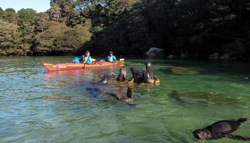 Ultimate New Zealand Bucket List: 79 Best Things to Do 2024 10 A bucket list experiencing kayaking amongst fur seals