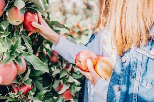 Canada Travel Guide 37 apple picking destinations near toronto