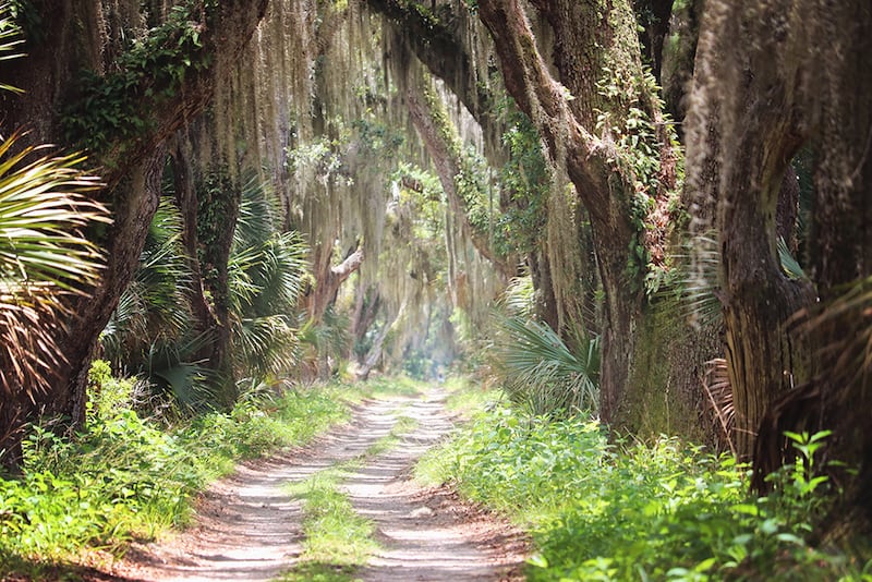 20 Most Beautiful States in the USA in 2024 6 Georgia alley of Oaks to visit