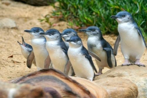 New Zealand Travel Guide 30 Visiting the Blue Penguins in New Zealand