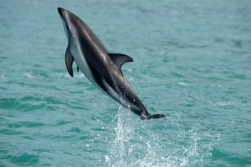 New Zealand Travel Guide 28 Swimming with Dolphins in New Zealand