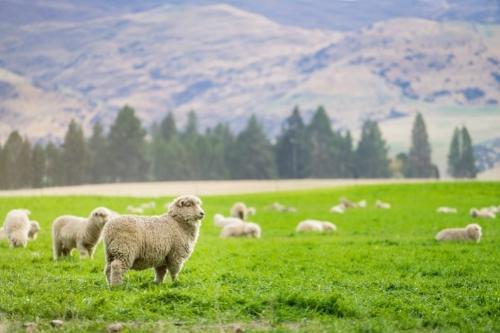 New Zealand Travel Guide 5 Best Time to Visit New Zealand