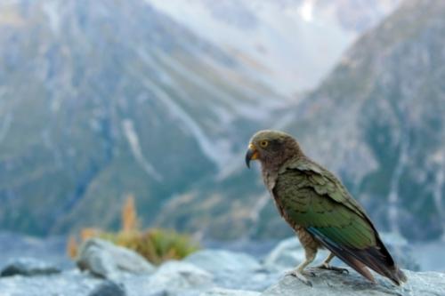 New Zealand Travel Guide 8 New Zealand fun facts