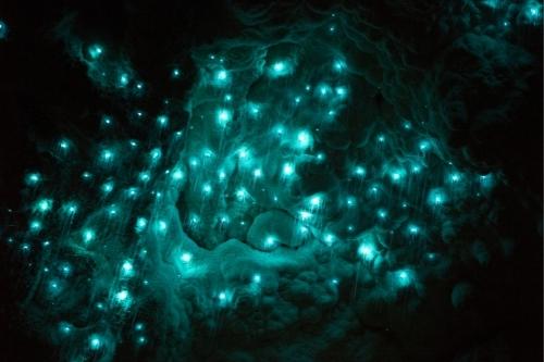New Zealand Travel Guide 19 Waitomo Glowworm Caves