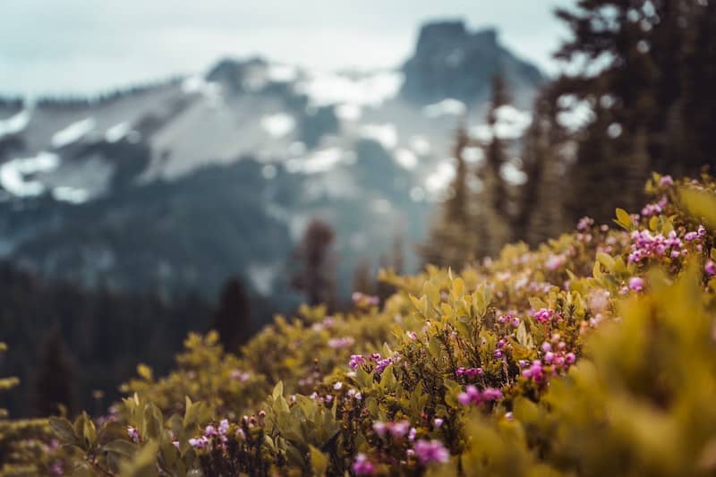 20 Most Beautiful States in the USA in 2024 11 Unsplash spring flowers with snowy mountains in the background in Washington State