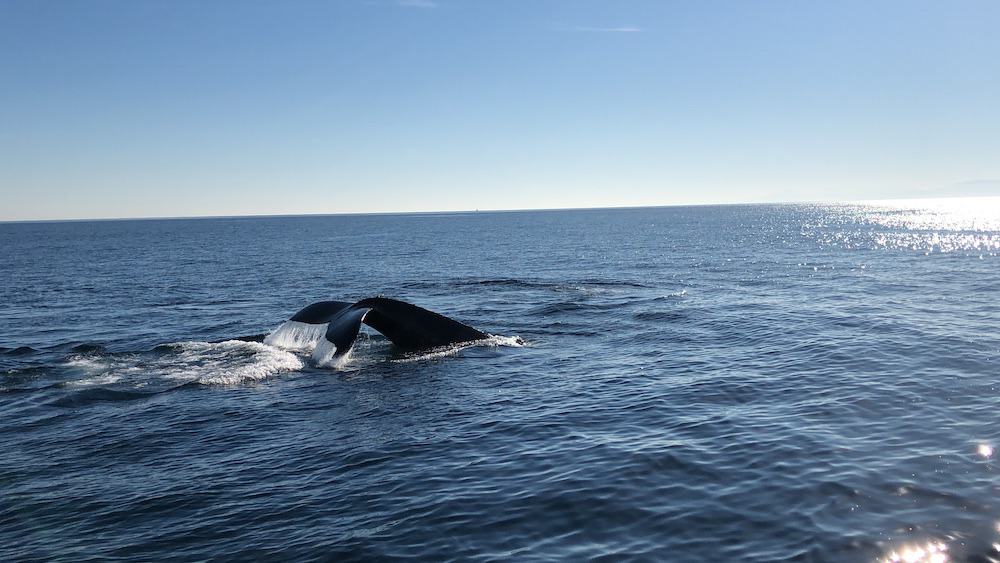 Whale Watching in Quebec: 9 Best Tours in 2024 9 A whale's tail coming back to the ocean after coming up for air. This is capured during the Crossieres Essipit Whale Watching Tour