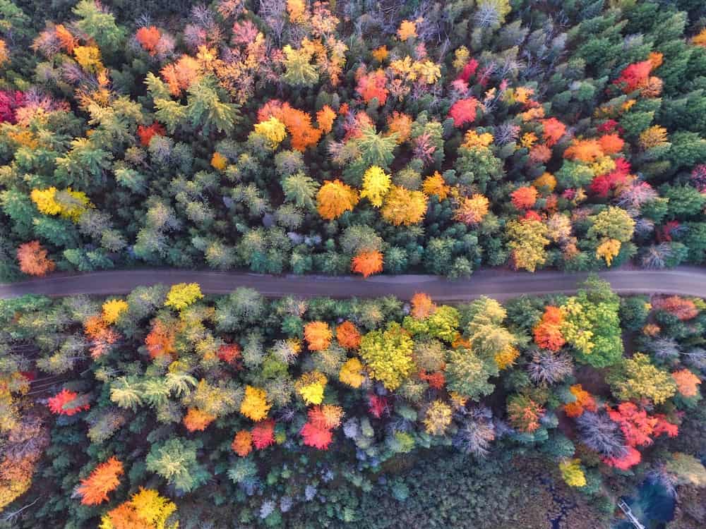 Canada in Autumn: 15 Reasons to Visit + Weather Guide 5 Scenic roadway through Canada autumn leaves