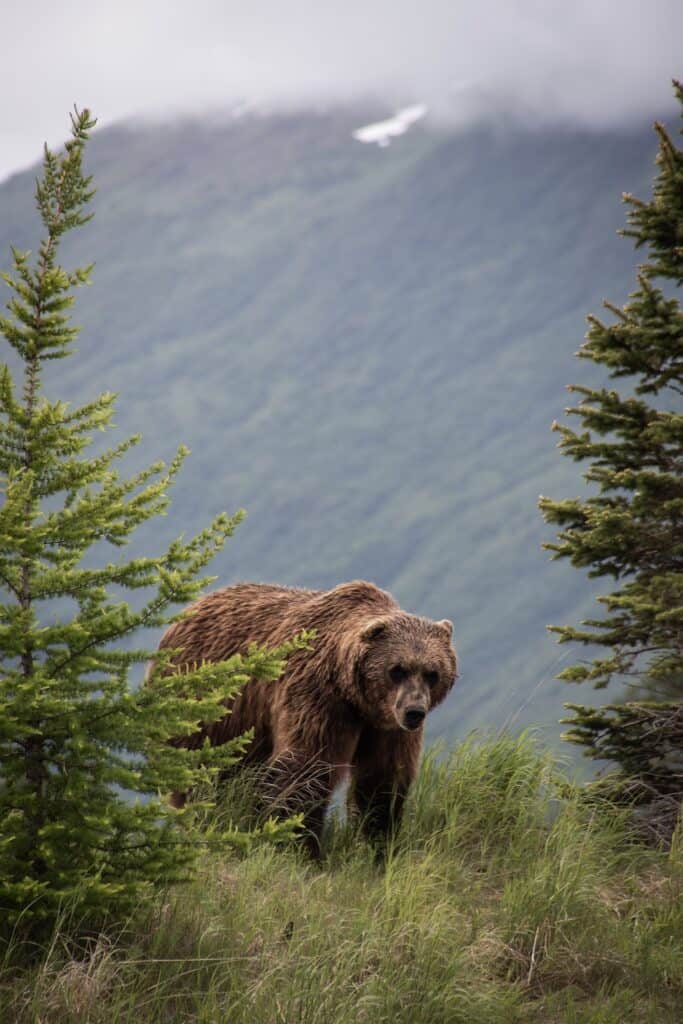 Canada in Autumn: 15 Reasons to Visit + Weather Guide 1 Grizzly bear in the Canadian forest
