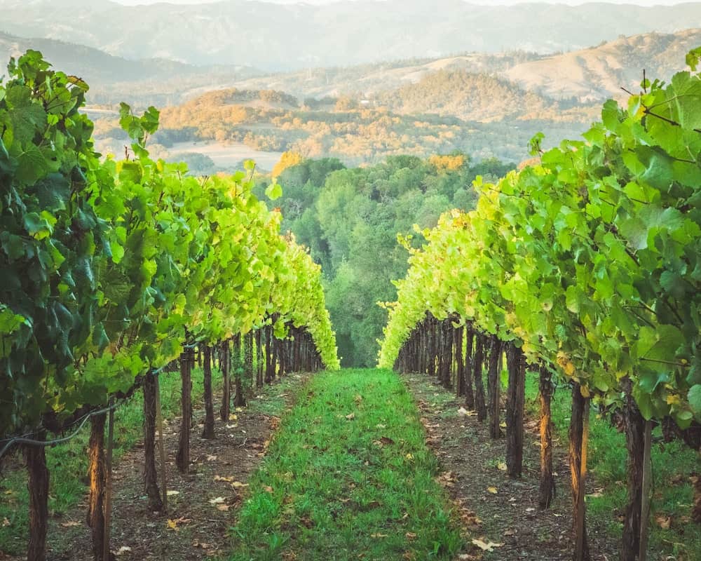 Canada in Autumn: 15 Reasons to Visit + Weather Guide 10 Vineyard walkway with green leaves before harvest