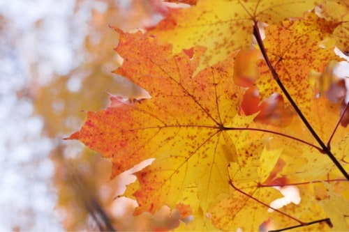 Canada Travel Guide 16 fall canada small