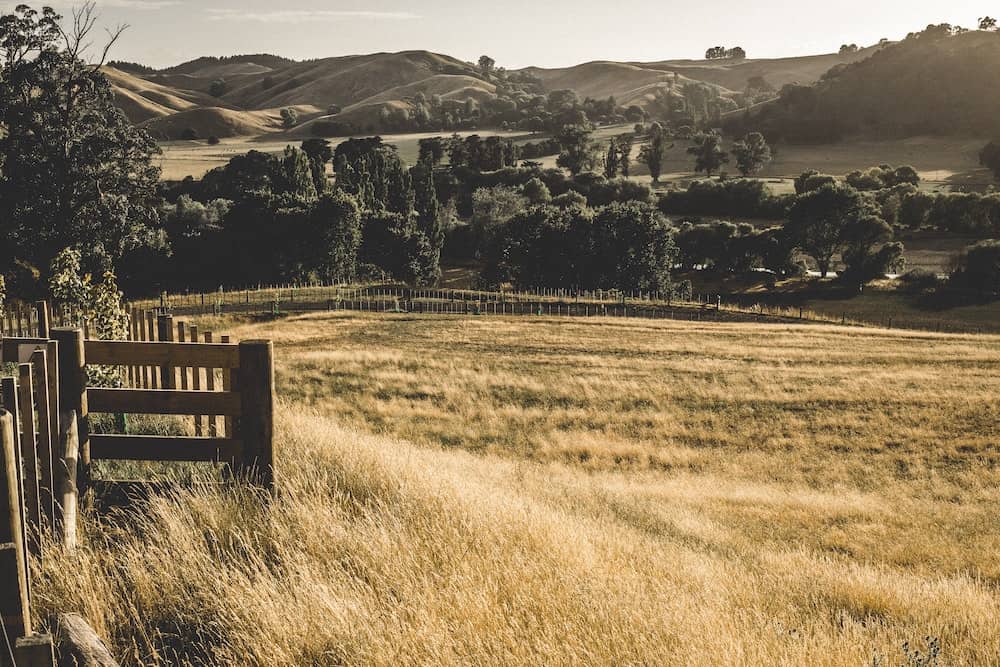 13 Best Places to Live in New Zealand (and Where Not To!) 13 Hawkes Bay vineyard on yellow grasses in autumn with a golden haze.