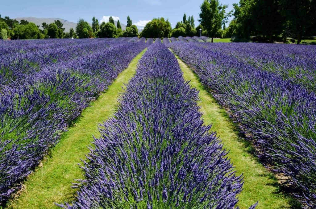 Cost of Living in New Zealand in 2024 (Local's Guide) 6 Wanaka lavender fields at full bloom in summer
