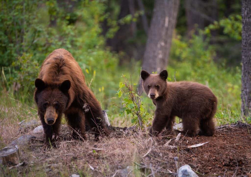 19 Best Things to Do in Tofino, British Columbia 2024 3 black bear tofino