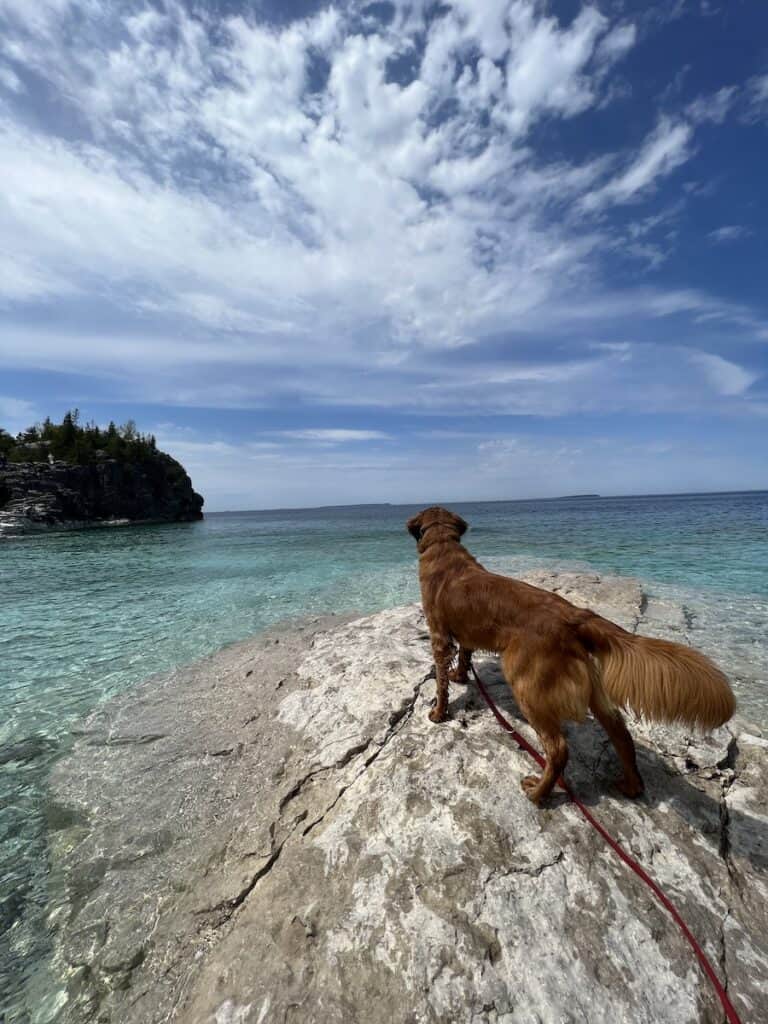 25 Jaw-Dropping Things to Do Tobermory, Ontario 19 Theo, golden retriever, looking out over Georgian Bay from Indian Head Cove.