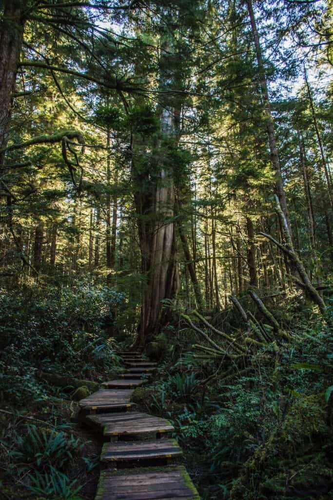 19 Best Things to Do in Tofino, British Columbia 2024 8 tofino hiking