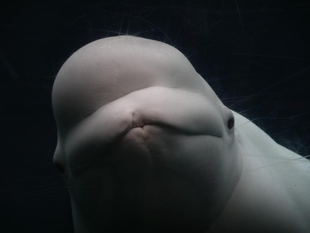 9 Best Places for Whale Watching in Canada 2024 10 beluga whale churchill