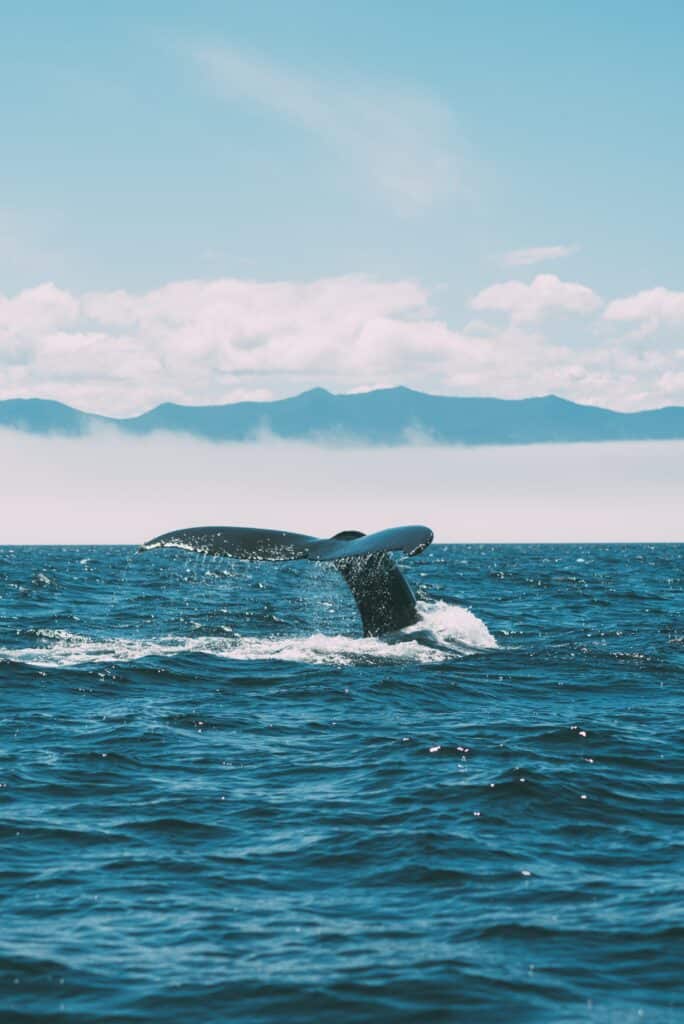 7 Best Whale Watching Tours in Vancouver Canada 2024 7 Blue whale tail cresting beneath the water with a vintage lens for the pale colour