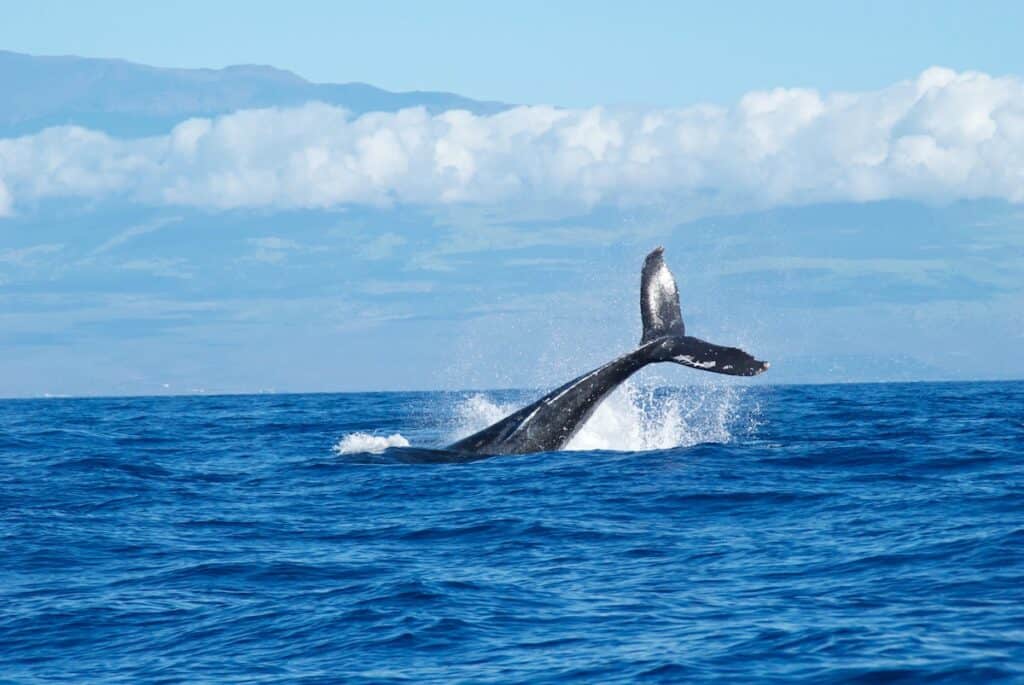 3 Best Whale Watching Tours In Tofino 2 blue whale tail breach