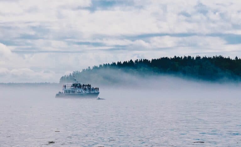 7 Best Whale Watching Halifax Tours in Nova Scotia 2024 4 Best Whale Watching Halifax